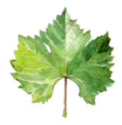 A leaf in the French city of Châteaubriant.